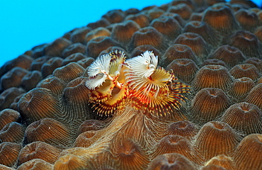 Christmas tree worm, Spirobranchus giganteus, Netherlands Antilles, Bonaire, Caribbean Sea