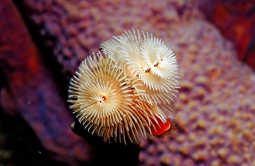 Christmas tree worm, Spirobranchus giganteus, Netherlands Antilles, Bonaire, Caribbean Sea