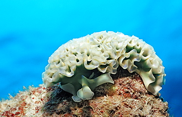 Lettuce sea slug, Tridachia crispata, Netherlands Antilles, Bonaire, Caribbean Sea