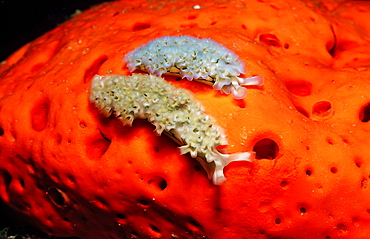 Two Lettuce sea slugs, Tridachia crispata, Netherlands Antilles, Bonaire, Caribbean Sea