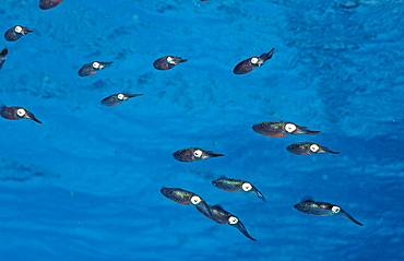 Caribbean reef squid, Sepioteuthis sepiodea, Netherlands Antilles, Bonaire, Caribbean Sea