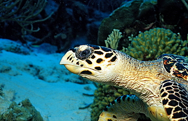 Hawksbill sea turtle, Eretmochelys imbricata, Netherlands Antilles, Bonaire, Caribbean Sea