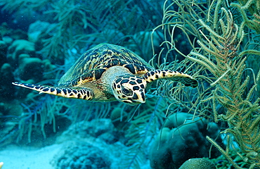 Hawksbill sea turtle, Eretmochelys imbricata, Martinique, French West Indies, Caribbean Sea