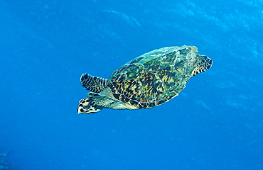 Hawksbill sea turtle, Eretmochelys imbricata, Martinique, French West Indies, Caribbean Sea