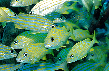 French Grunt, Smallmouth grunt, Haemulon flavolinatum, Haemulon chrysargyreum, Guadeloupe, French West Indies, Caribbean Sea