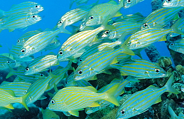 French Grunt, Smallmouth grunt, Haemulon flavolinatum, Haemulon chrysargyreum, Netherlands Antilles, Bonaire, Caribbean Sea