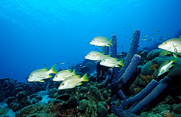 Schoolmaster, Lutjanus apodus, Netherlands Antilles, Bonaire, Caribbean Sea