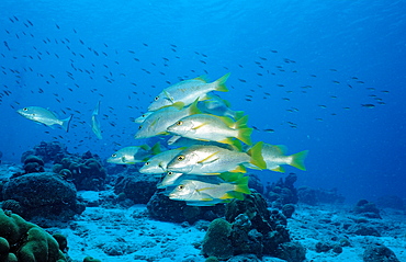 Schoolmaster, Lutjanus apodus, Netherlands Antilles, Bonaire, Caribbean Sea