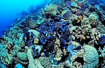 Blue Tank, Acanthurus coeruleus, Netherlands Antilles, Bonaire, Caribbean Sea