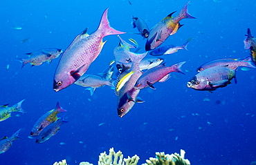 Creole Wrasse, Clepticus parrai, Guadeloupe, French West Indies, Caribbean Sea