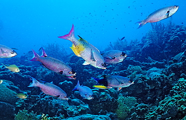 Creole Wrasse, Clepticus parrai, Dominica, French West Indies, Caribbean Sea