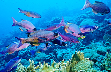 Creole Wrasse, Clepticus parrai, Netherlands Antilles, Bonaire, Caribbean Sea