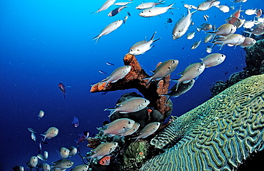 Brown Chromis, Chromis multilineata, Netherlands Antilles, Bonaire, Caribbean Sea