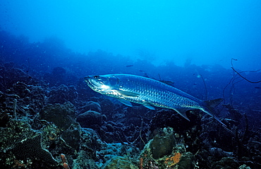 Tarpon, Megalops atlanticus, Netherlands Antilles, Bonaire, Caribbean Sea