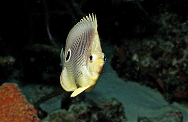 Foureye Butterflyfish, Chaetodon capistratus, Netherlands Antilles, Bonaire, Caribbean Sea