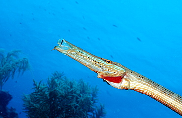 Trumpetfish, Aulostomus maculatus, Netherlands Antilles, Bonaire, Caribbean Sea