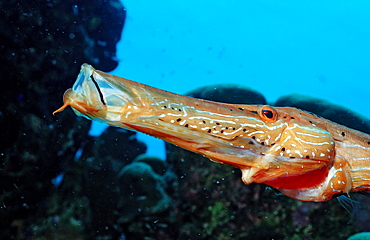 Trumpetfish, Aulostomus maculatus, Netherlands Antilles, Bonaire, Caribbean Sea