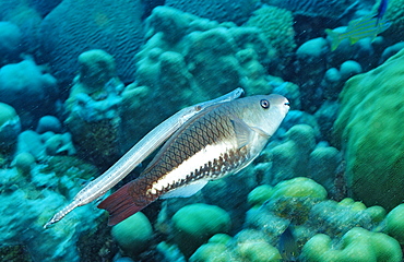 Trumpetfish, Queen Parrotfish, Aulostomus maculatus, Scarus vetula, Netherlands Antilles, Bonaire, Caribbean Sea