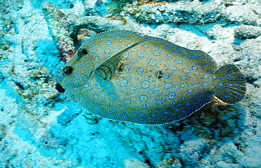 Peacock Flounder, Bothus lunatus, Netherlands Antilles, Bonaire, Caribbean Sea