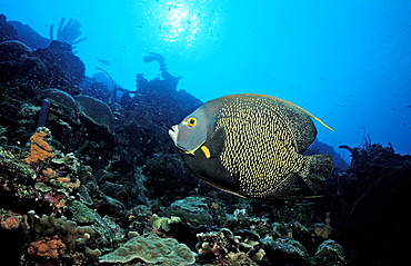 French Angelfish, Pomacanthus paru, Netherlands Antilles, Bonaire, Caribbean Sea