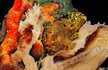 Longlure Frogfish, Antennarius multiocellatus, Netherlands Antilles, Bonaire, Caribbean Sea