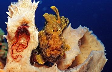 Longlure Frogfish, Antennarius multiocellatus, Netherlands Antilles, Bonaire, Caribbean Sea