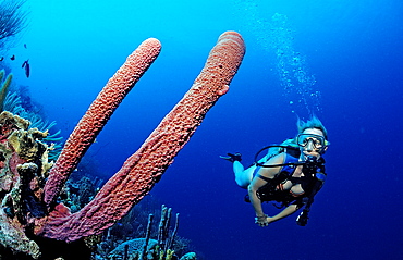 Scuba diver and Lavender Stovepipe sponge, Aplysina archeri, Netherlands Antilles, Bonaire, Caribbean Sea