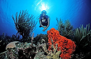 Scuba diver and coral reef, Netherlands Antilles, Bonaire, Caribbean Sea