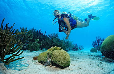 Scuba diver and coral reef, Netherlands Antilles, Bonaire, Caribbean Sea