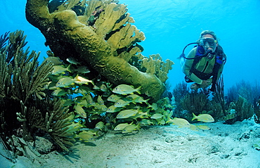 Scuba diver and French grunt, Haemulon flavolinatum, Netherlands Antilles, Bonaire, Caribbean Sea