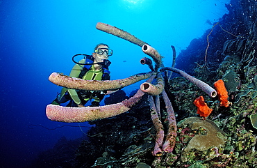 Scuba diver and Lavender Stovepipe sponge, Aplysina archeri, Netherlands Antilles, Bonaire, Caribbean Sea