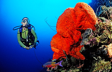 Scuba diver and Orange Elephant Ear Sponge, Agelas clathrodes, Martinique, French West Indies, Caribbean Sea