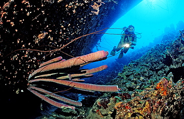 Scuba diver on the Hilma Hooker Ship Wreck, Netherlands Antilles, Bonaire, Caribbean Sea