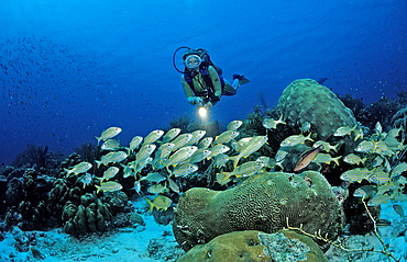 Scuba diver and Smallmouth grunt, Haemulon chrysargyreum, Netherlands Antilles, Bonaire, Caribbean Sea