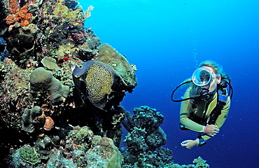 Scuba diver and coral reef, Netherlands Antilles, Bonaire, Caribbean Sea