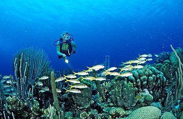 Scuba diver and Yellow Goatfishes, Mulloidichthys martinicus, Netherlands Antilles, Bonaire, Caribbean Sea