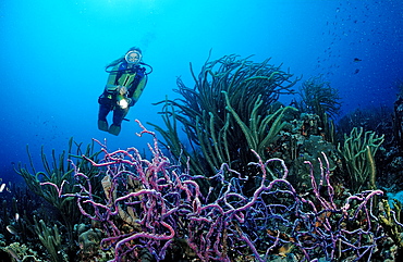 Scuba diver and coral reef, Netherlands Antilles, Bonaire, Caribbean Sea