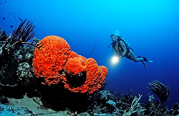 Scuba diver and Orange Elephant Ear Sponge, Agelas clathrodes, Netherlands Antilles, Bonaire, Caribbean Sea