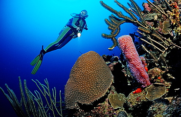 Scuba diver and coral reef, Dominica, French West Indies, Caribbean Sea