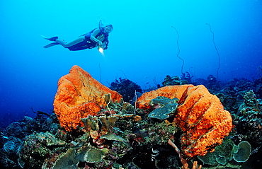 Scuba diver and Orange Elephant Ear Sponge, Agelas clathrodes, Netherlands Antilles, Bonaire, Caribbean Sea