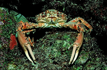 Channel Clinging Crab, Mithrax spinosissimus, British Virgin Islands, BVI, Caribbean Sea, Leeward Islands