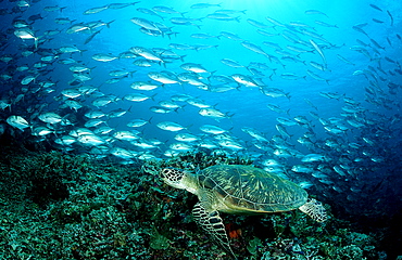 Green sea turtle, green turtle, Chelonia mydas, Malaysia, Pazifik, Pacific ocean, Borneo, Sipadan