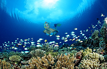 Snorkeling over Coral Reef, Maldives, Indian Ocean, Meemu Atoll