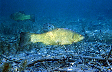 Tench, Tinca Tinca, Germany, Chiemsee, Bavaria