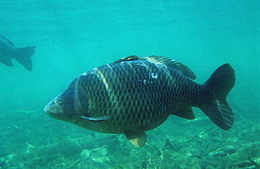 Common Carp, European Carp, Cyprinus carpio, Germany, Starnberger See, Bavaria