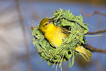 Vitelline Masked Weaver, Textor vitellinus, Ploceus vitellinus , Tanzania, Serengeti National Park