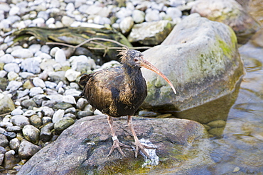 Bald Ibis, Geronticus eremita, Austria, Waidhofen an der Thaya