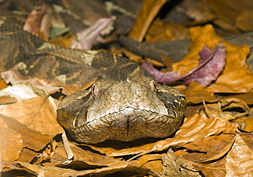 Gaboon Viper, Bitis gabonica, Gabon, West Africa