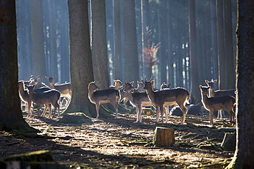 Fallow deers, Dama dama, Germany, Bavaria