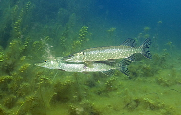 Northern Pikes, Esox lucius, Germany, Echinger Weiher Lake, Munich, Bavaria